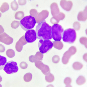 stained-cells